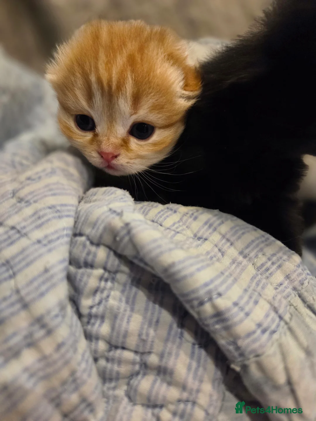 Scottish Fold cats for sale: Scottish Folds - Advert 7