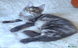 Maine Coon cats for sale: Big outstanding Russian lines with many champions  - Image 12