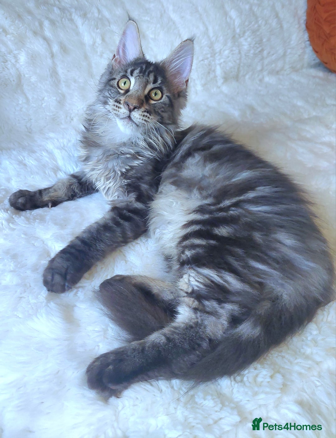 Maine Coon cats for sale: Big outstanding Russian lines with many champions  - Image 12