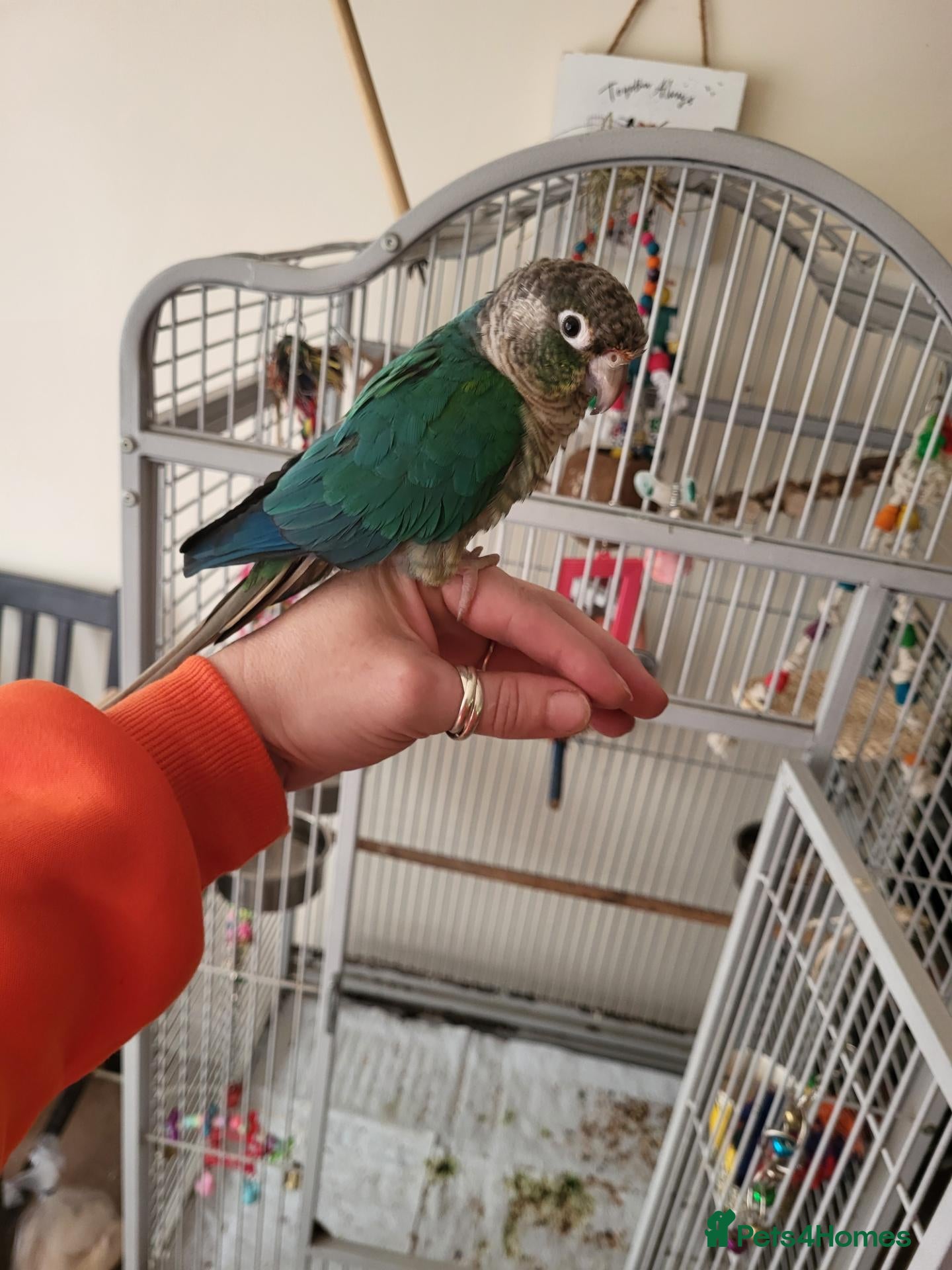 Conures birds for sale: Lovely Lois, Looking for a forever home  - Advert 1