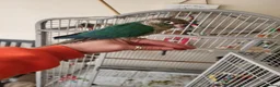 Conures birds for sale: Lovely Lois, Looking for a forever home  - Advert 1