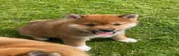 Japanese Shiba Inu dogs for sale: Quality chunky Shiba Inu puppies - Advert 5