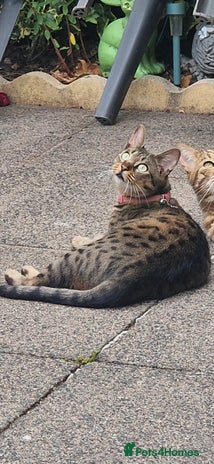 Savannah cats - Advert 6