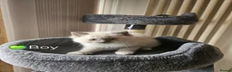 Ragdoll cats for sale: Ragdoll Kitten AVALIABLE  - Advert 18