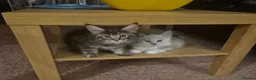 Maine Coon cats for sale: Amazing mainecoons. - Advert 23