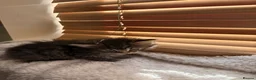 Mixed Breed cats for sale: 4 Beautiful Ragdoll x British Shorthair Kittens in Saint Helens - Advert 10