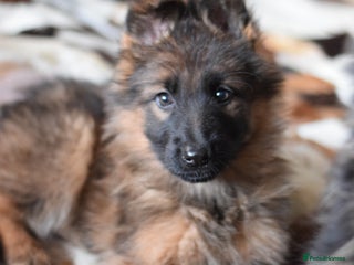 German Shepherd dogs ⭐German Shepherd Puppies⭐KC Registered⭐ - Advert 6