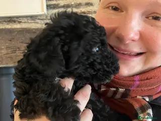 Mixed Breed dogs Jack Russel poodle cross (jackapoo) - male pup - Advert 13