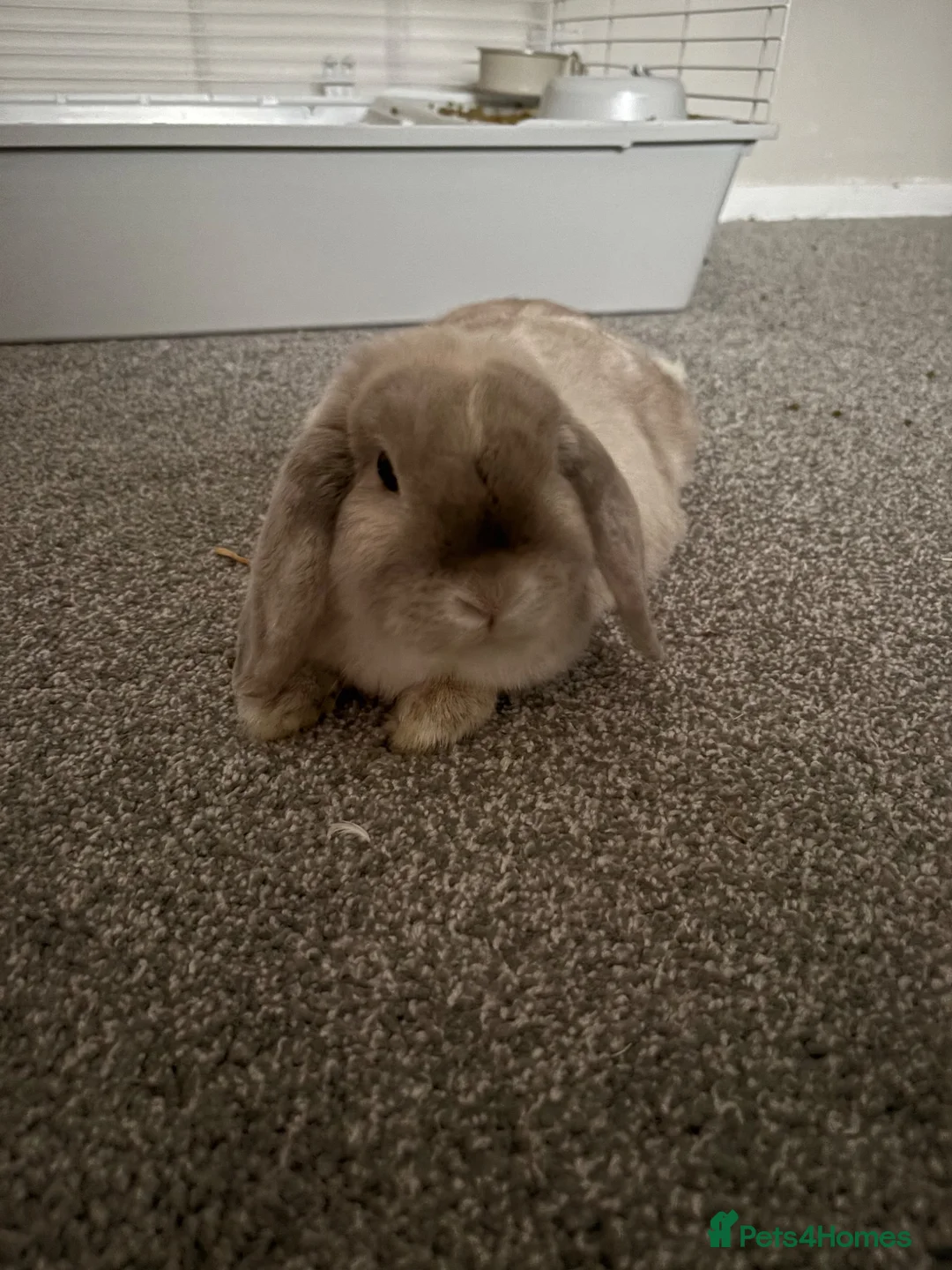 English Lop rabbits for sale: Male rabbit - Advert 5