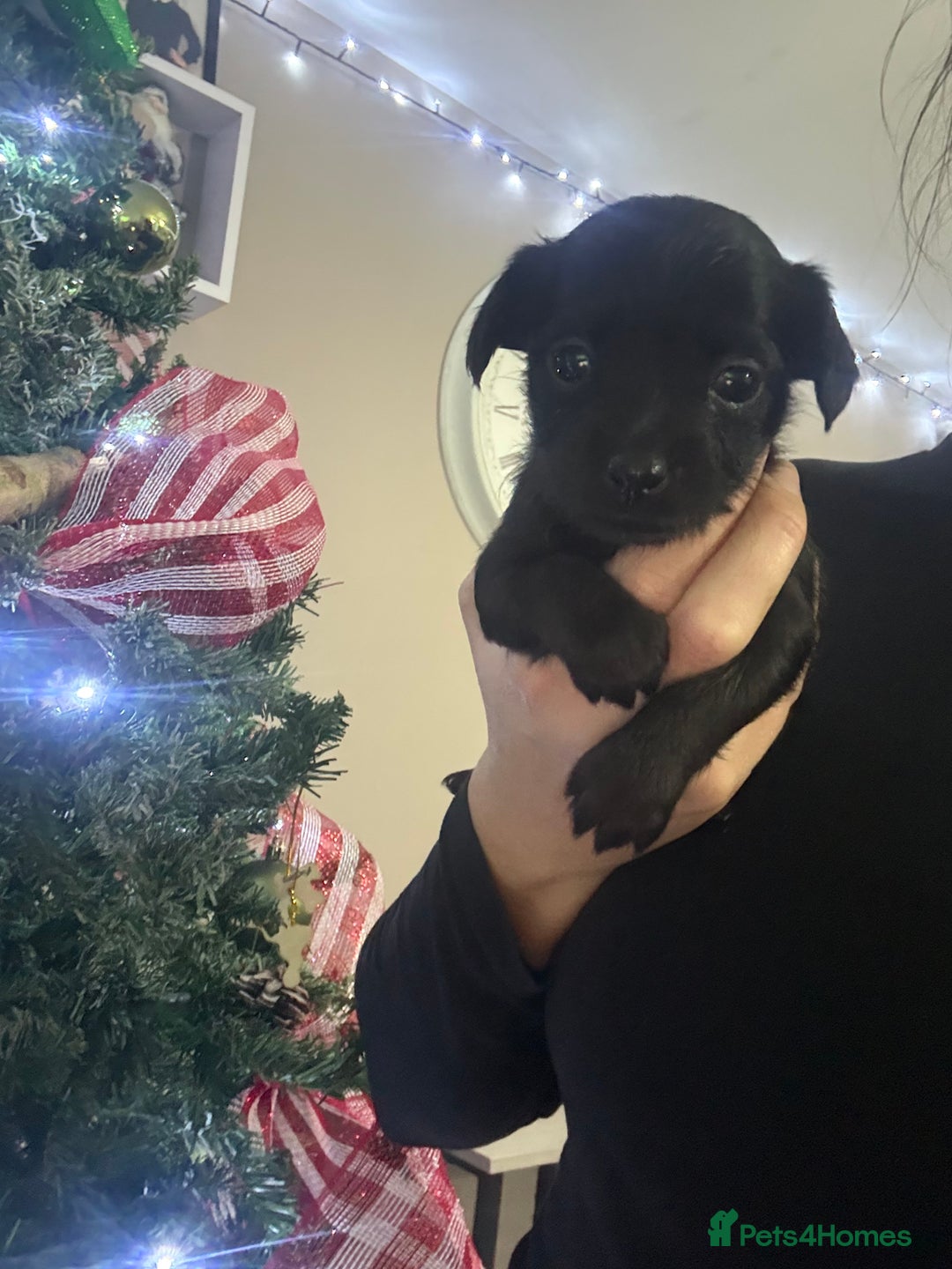 Yorkshire Terrier dogs for sale: Yorkshire terrier, terrier cross puppies - Advert 24