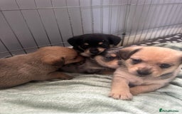 Mixed Breed dogs for sale: 4 beautiful miniature dachshund x Pomeranian pups  - Advert 1