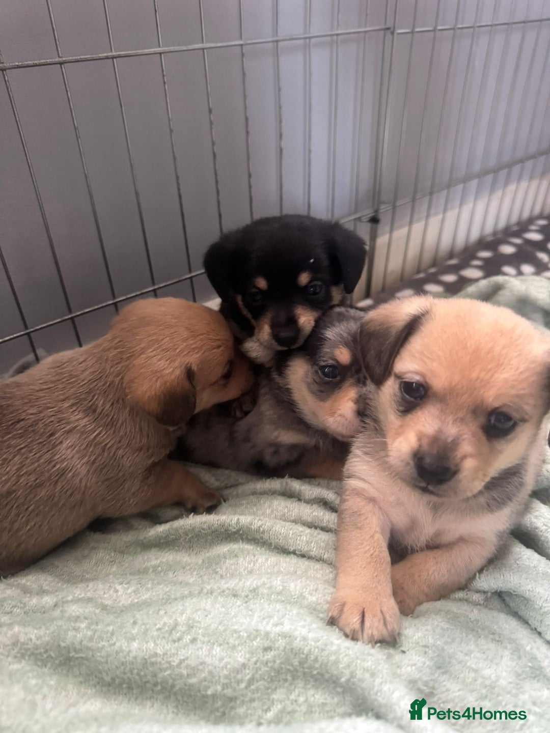 Mixed Breed dogs for sale: 4 beautiful miniature dachshund x Pomeranian pups  - Advert 1