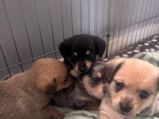 Mixed Breed dogs 4 beautiful miniature dachshund x Pomeranian pups - Advert 11
