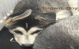Siberian Husky dogs for sale: Husky pups 1 beautiful girl & 1 handsome boy left. - Image 2