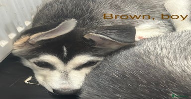 Siberian Husky dogs - Advert 9