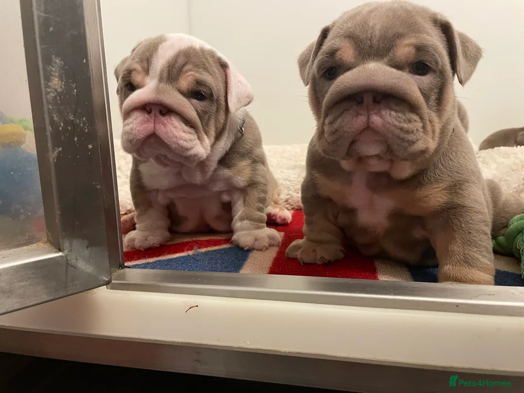 English Bulldog dogs for sale: Quality English bulldogs  - Advert 8