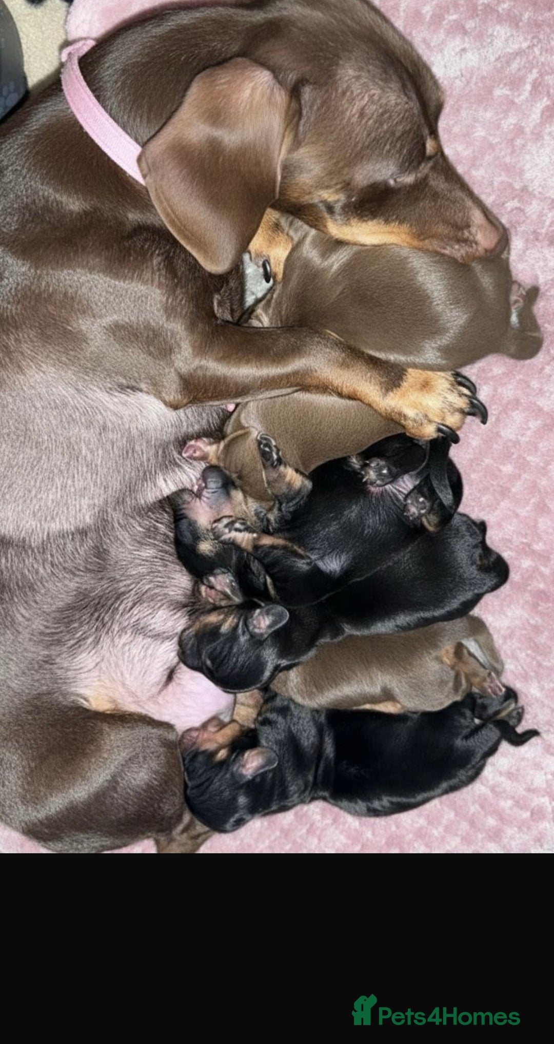 Miniature Dachshund dogs for sale: Miniature dachshund READY NOW - Advert 2