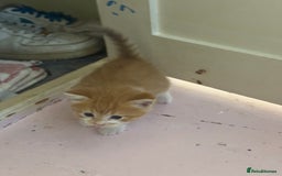 Domestic Shorthair cats for sale: Ginger & white kittens - Image 8