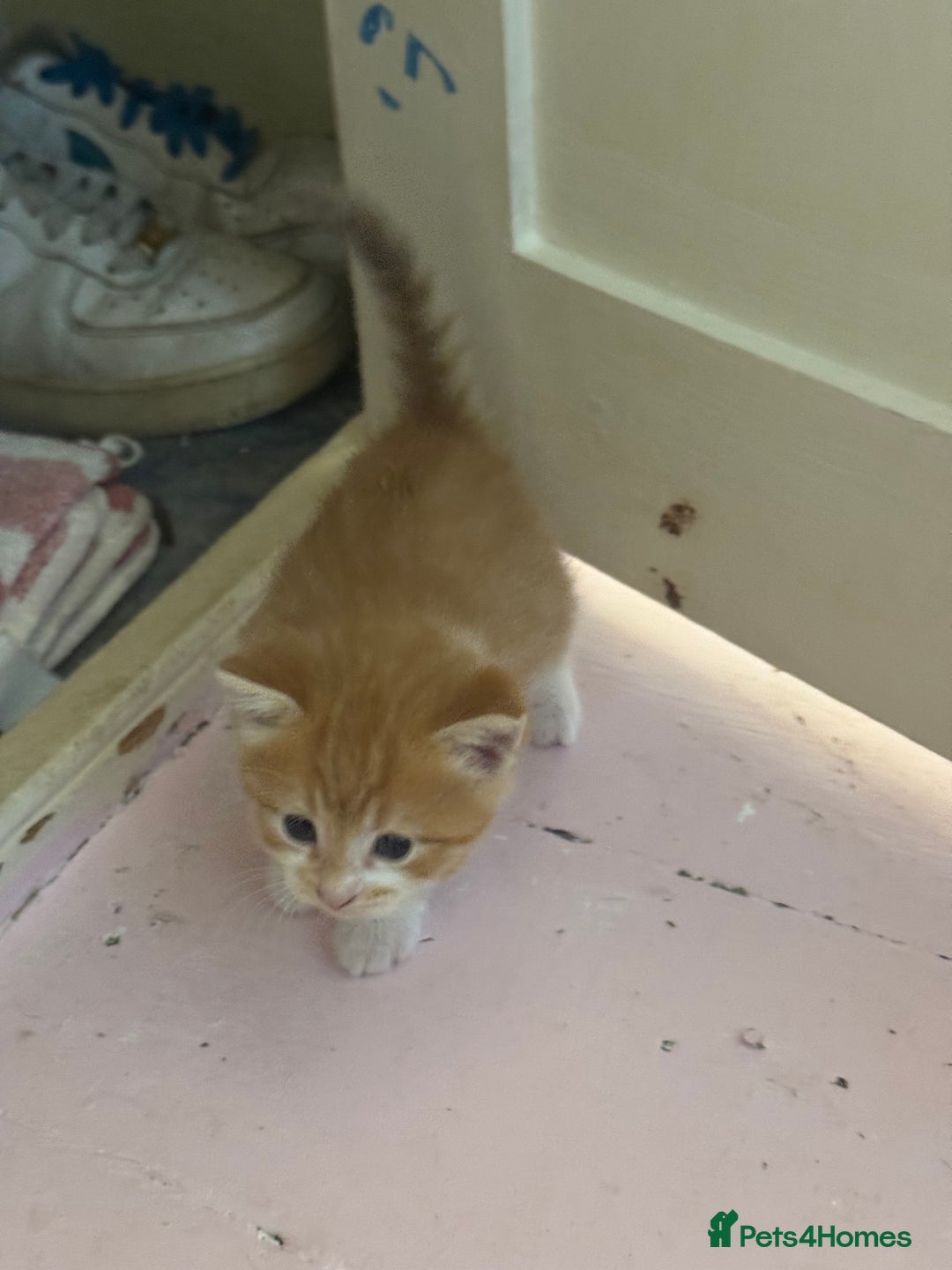 Domestic Shorthair cats for sale: Ginger & white kittens - Image 8