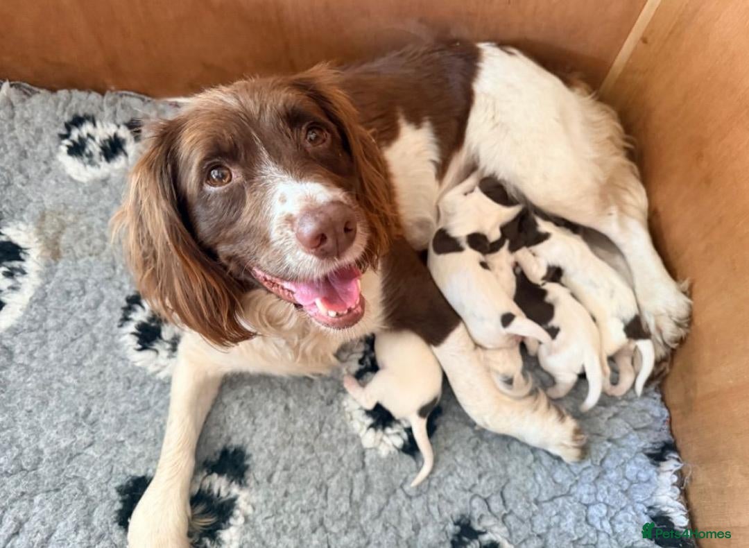 English Springer Spaniel dogs Beautiful Springer Spaniel Girls  - Advert 4