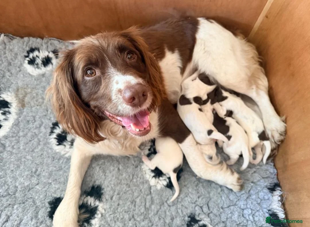 English Springer Spaniel dogs for sale: Beautiful Springer Spaniel Girls  in London - Advert 1