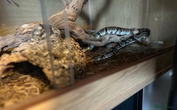 Python Snake reptiles for sale: Ball Python & Vivarium - Advert 3