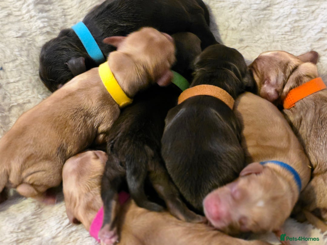 Cockapoo dogs for sale: Stunning f1b cockapoo puppies - Image 5