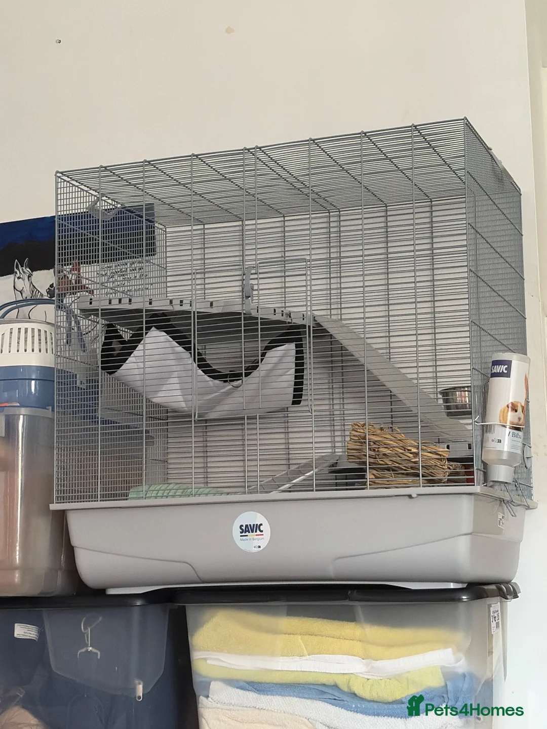 Rat rodents for sale: Dumbo rats in Stanford-le-Hope - Advert 3