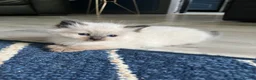 Ragdoll cats for sale: Stunning fur purebred ragdolls - Advert 13