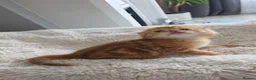Scottish Fold cats for sale: Purebred kitten, best in UK - Advert 15