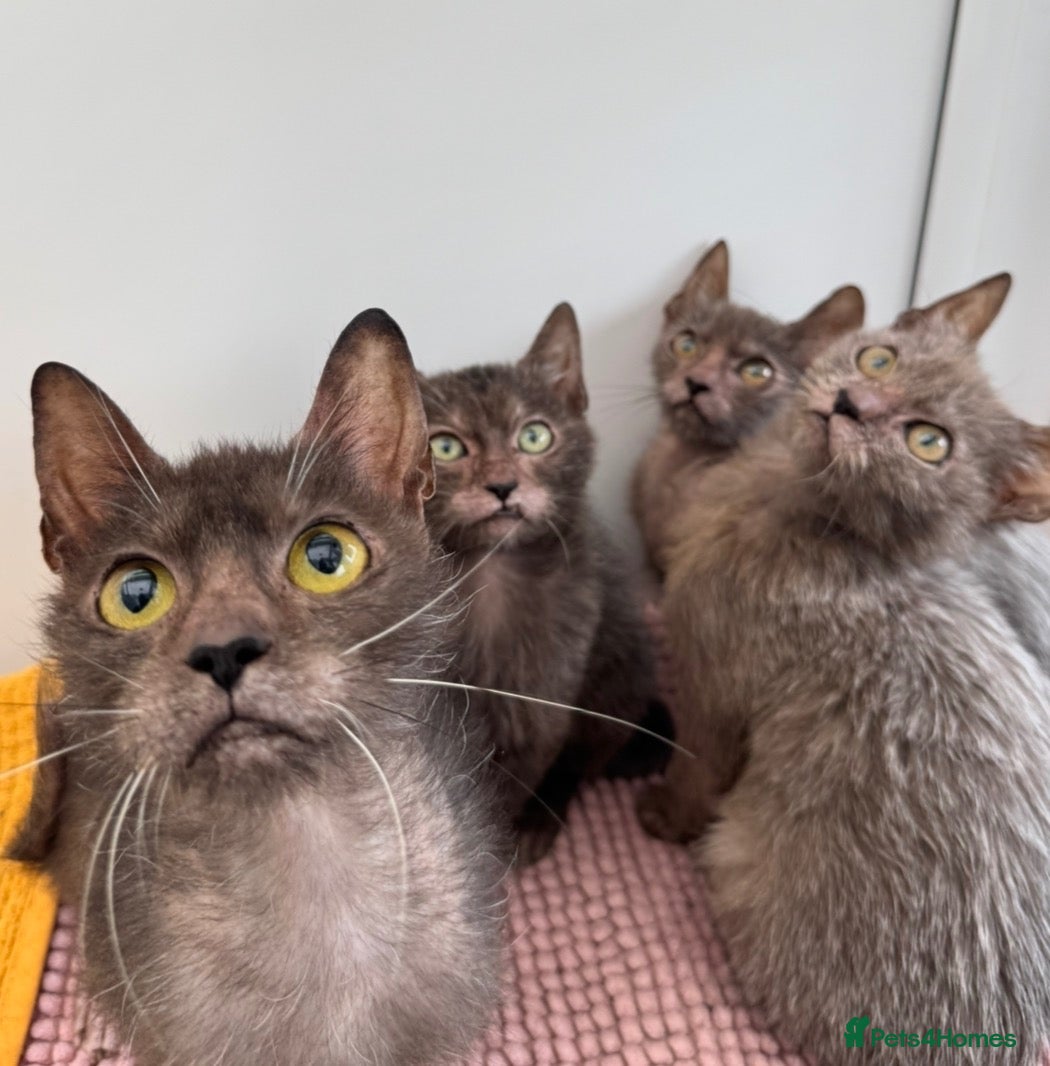 Lykoi cats Lykoi kittens TICA reg - Advert 17
