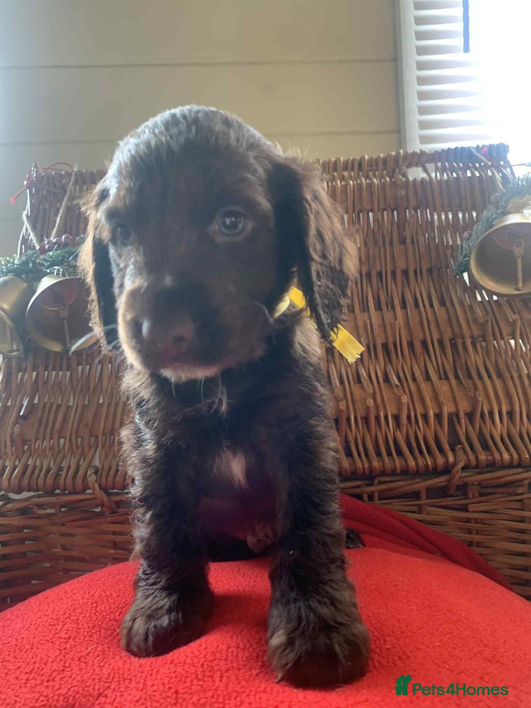 Cocker Spaniel dogs for sale: Beautiful cocker spaniel pups - Advert 10