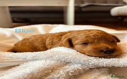 Cockapoo dogs for sale: ⭐️Exceptional litter - Cockapoo F1BB⭐️ - Image 20