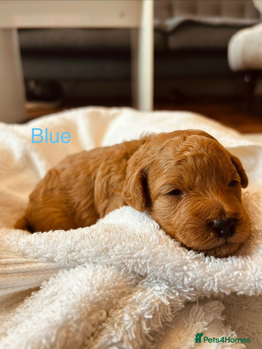 Cockapoo dogs for sale: ⭐️Exceptional litter - Cockapoo F1BB⭐️ - Image 20