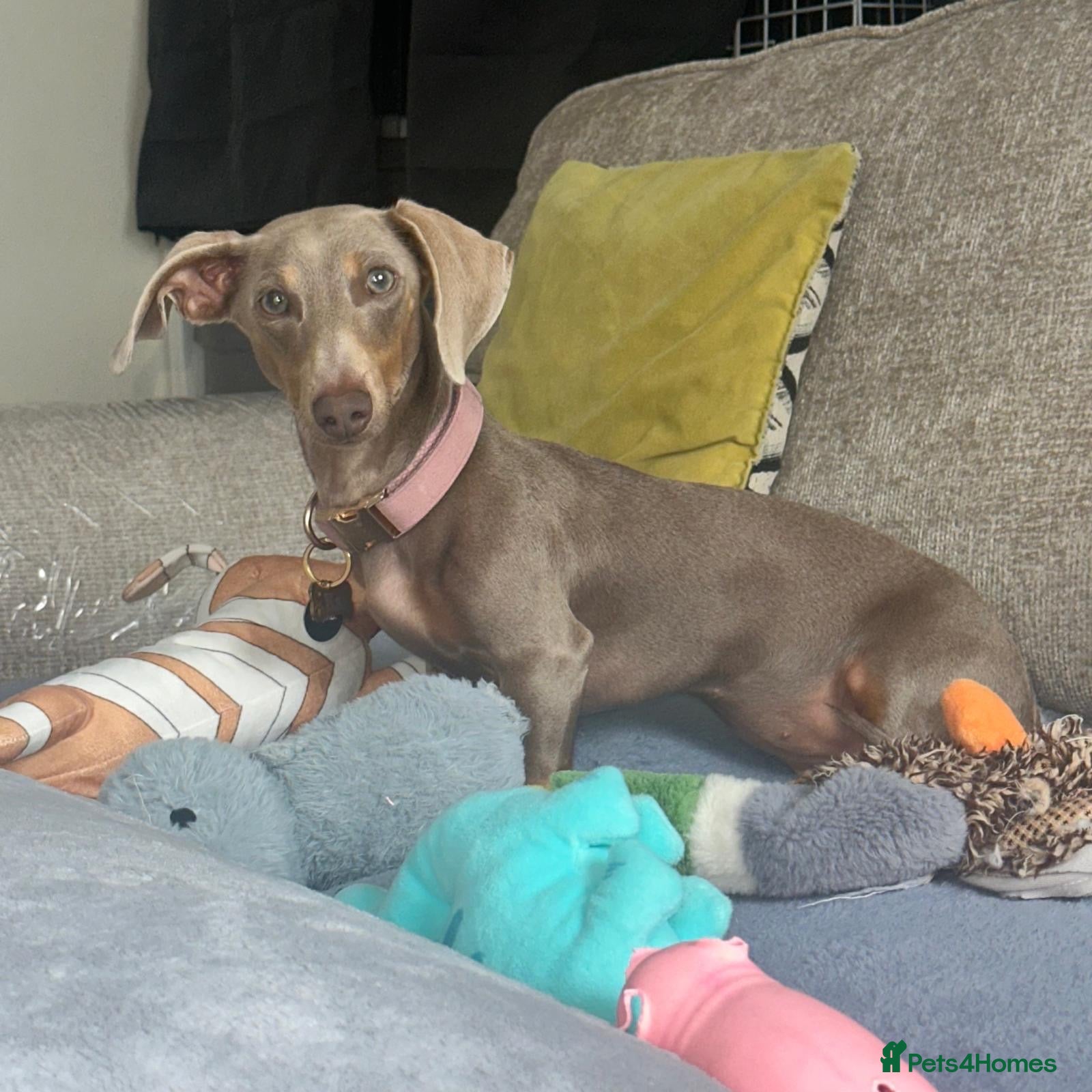 Miniature Dachshund dogs Mini dachshund for rehoming  - Advert 3