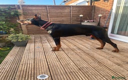 Dobermann dogs for sale: Beautiful Doberman puppies 3 boys 3 girls for sale - Image 30