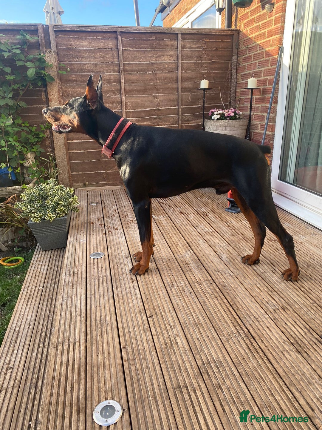 Dobermann dogs for sale: Beautiful Doberman puppies 3 boys 3 girls for sale - Image 30
