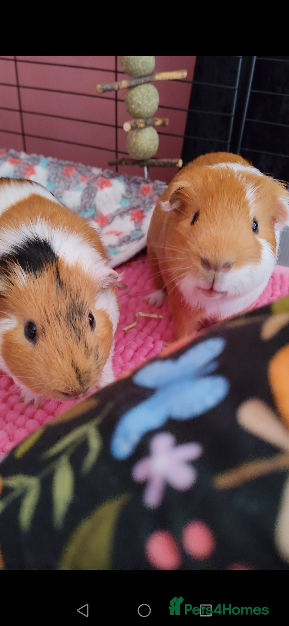 Guinea Pig rodents for sale: 2 Male guinea pigs + Kavee cage and accessories.  in Purley - Advert 1