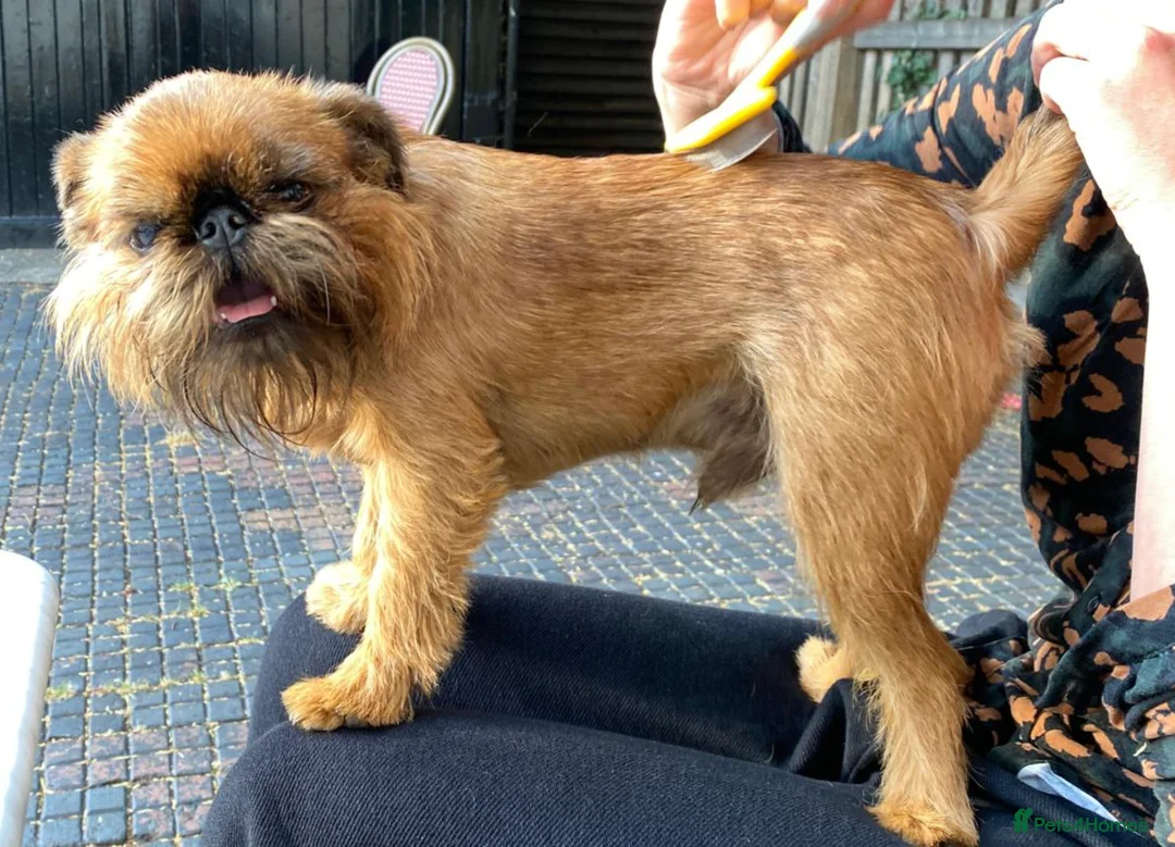 Griffon Bruxellois dogs for sale: Beautiful Brussels Griffon puppies - Advert 2