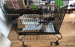 Cockatiels birds for sale: Female - Image 1