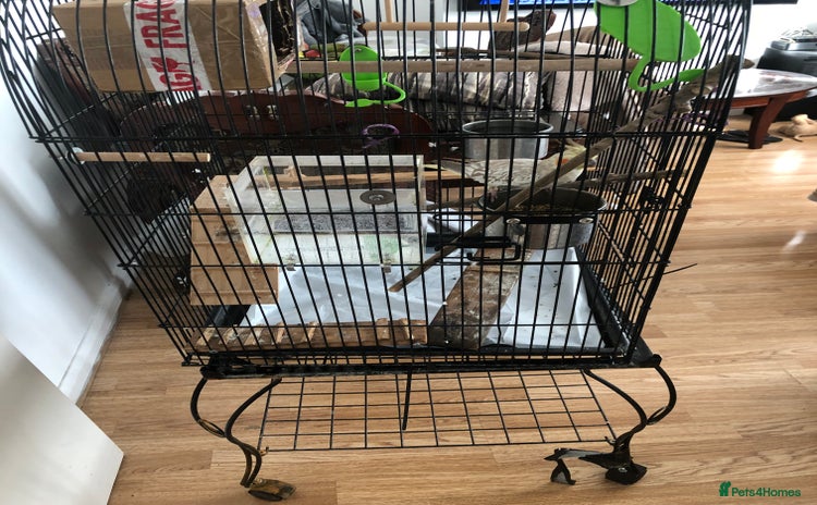 Cockatiels birds - Advert 1