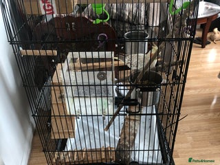 Cockatiels birds for sale - Advert 1