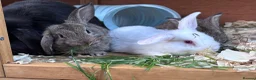 Mini Lop rabbits for sale: 🐰 Pure Bred Mini Lop Bunnies 🐰 - Advert 4