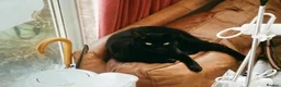 Bombay cats for sale: Lovely Besley - Advert 3