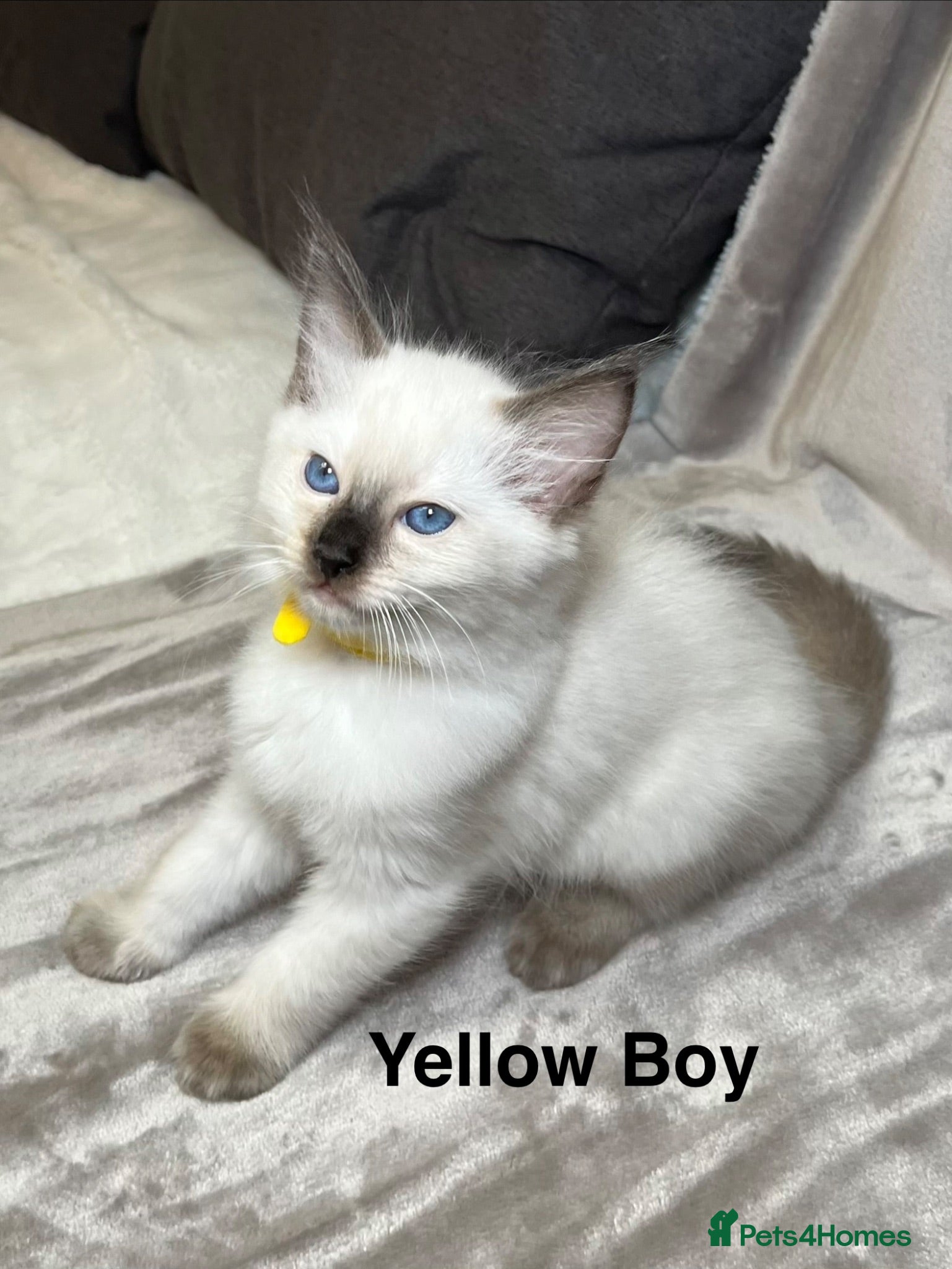 Ragdoll cats 😻Pure Ragdoll Kittens looking for loving home ❤️ - Advert 2