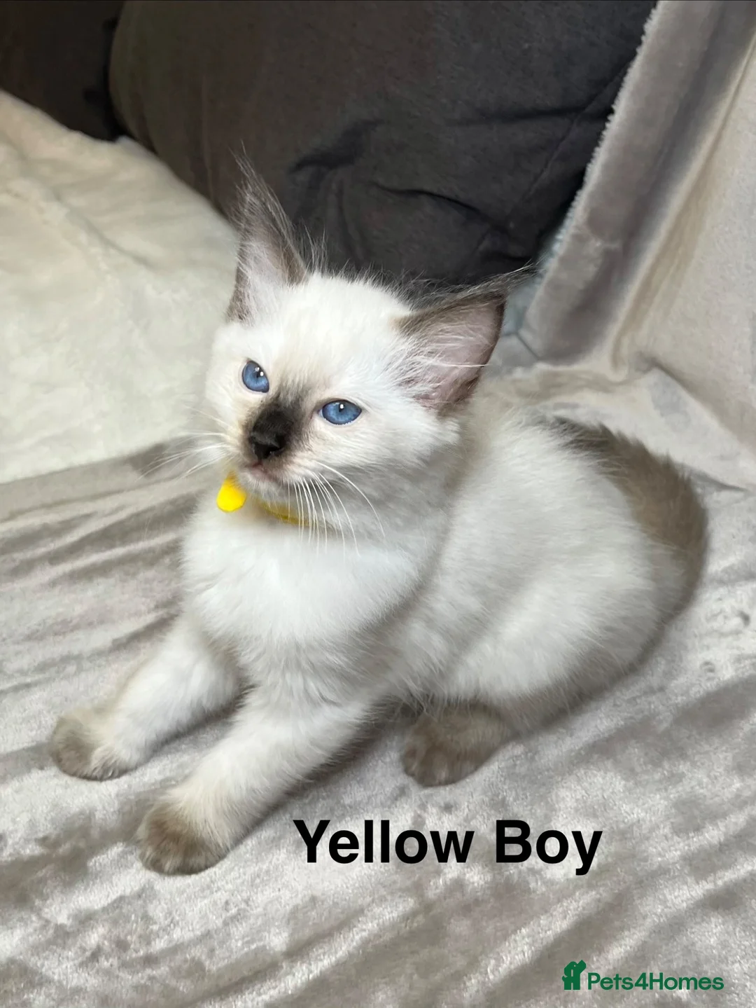 Ragdoll cats for sale: 😻Pure Ragdoll Kittens looking for loving home ❤️ - Advert 2