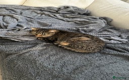 Mixed Breed cats for sale: Cuddly lap cat  - Image 5
