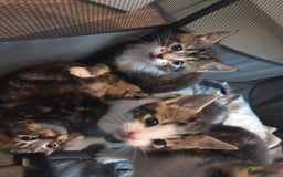 Mixed Breed cats for sale: 2 boys 2 girls kittens for sale. - Image 7