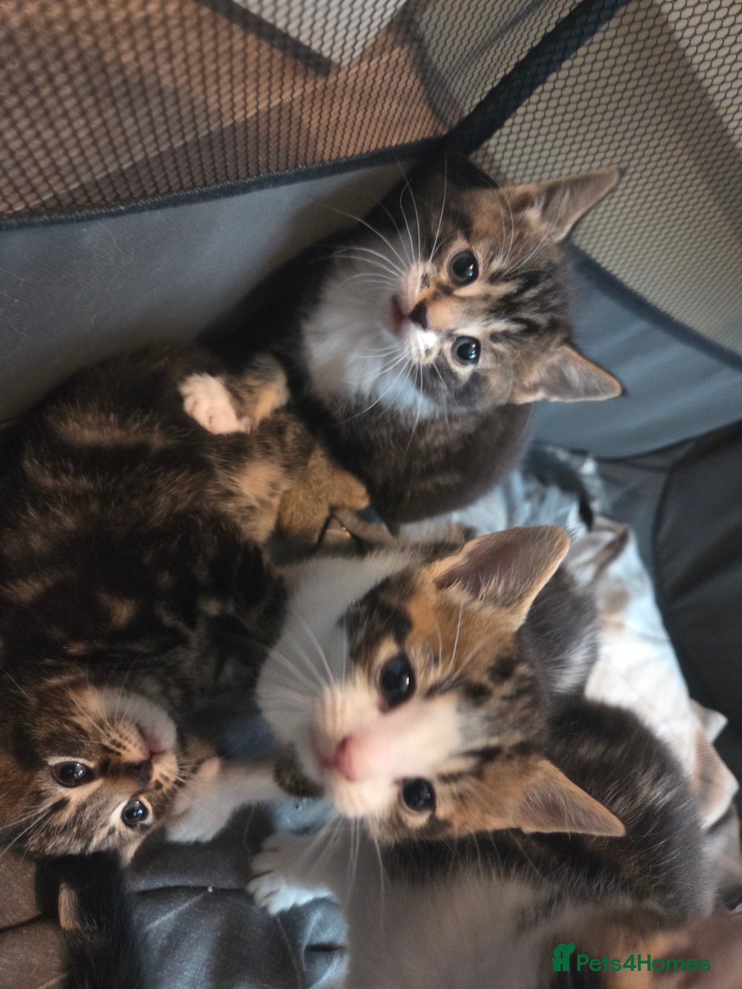 Mixed Breed cats for sale: 2 boys 2 girls kittens for sale. - Image 7