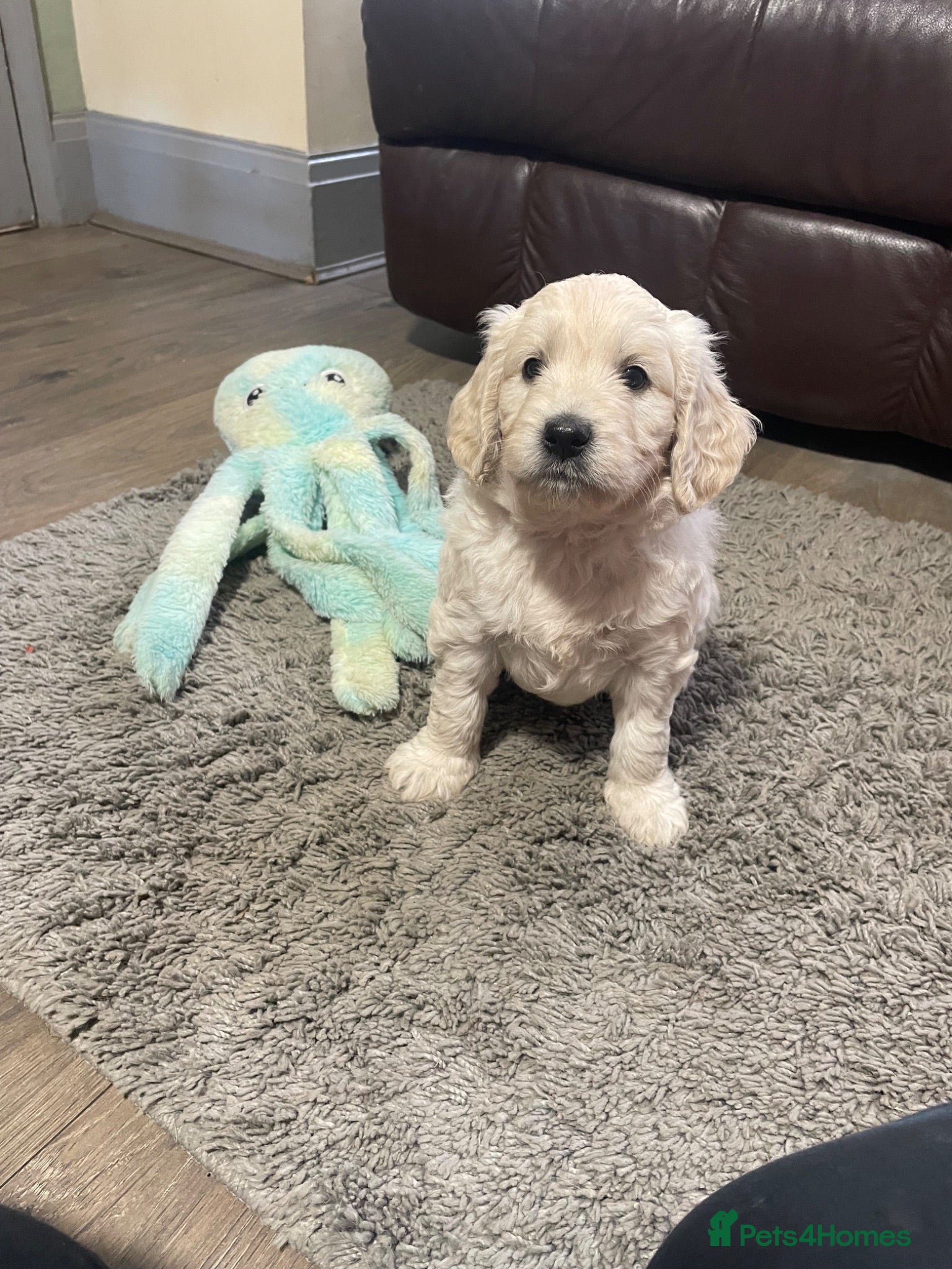 Goldendoodle dogs F1 Goldendoodles. Pedigree health tested parents  - Advert 2